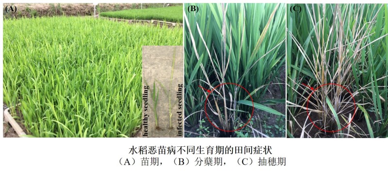 水稻恶苗病不同生育期症状.jpg