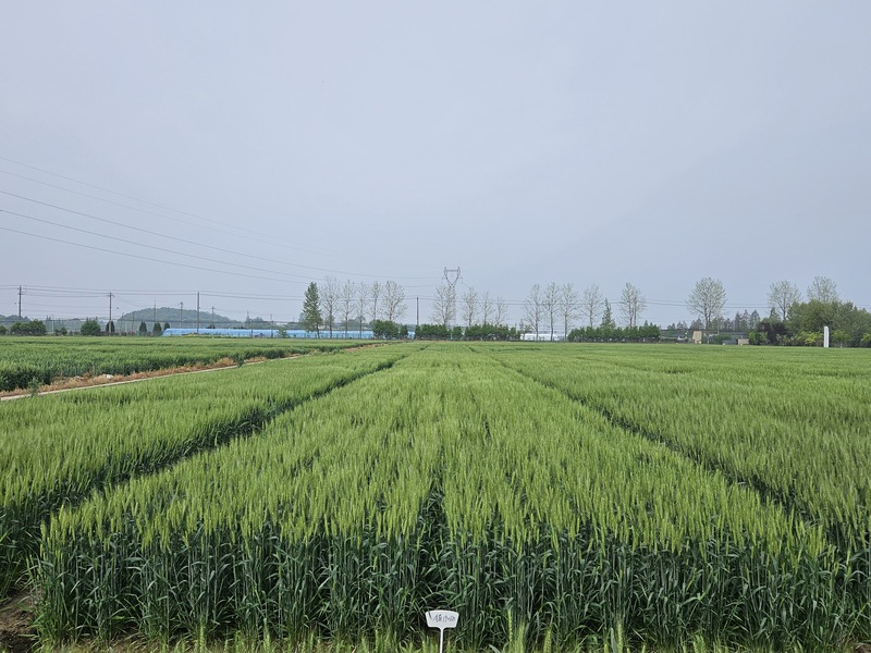 镇麦36.jpg
